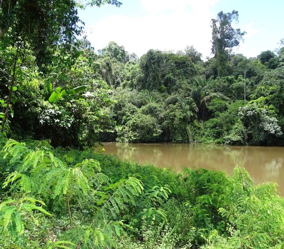 Bezoek de Nickerie-rivier